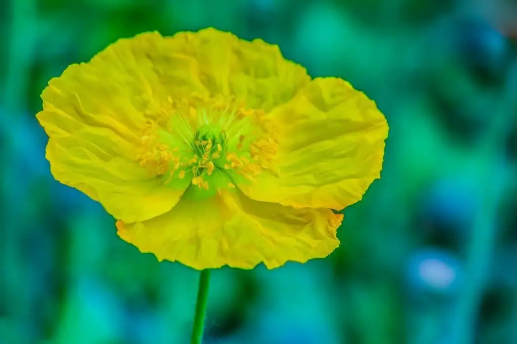 Celandine Poppy (Stylophorum diphyllum).