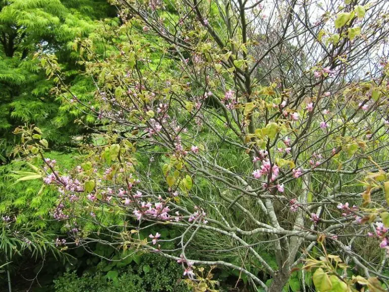 17+ Types Of Redbud Trees With Their Leaves And Flowers