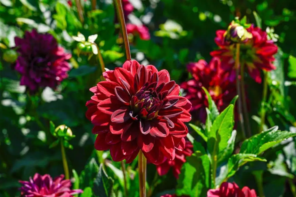 Dahlia ‘Arabian Night’.