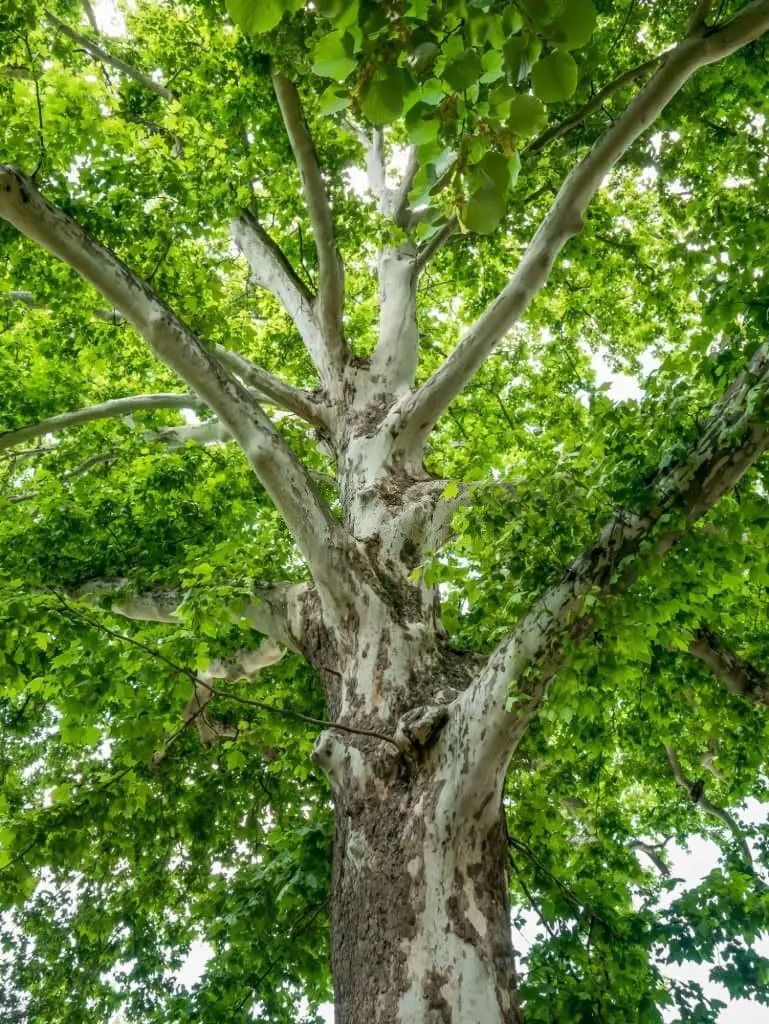 Old World Sycamore Tree (Platanus orientalis).