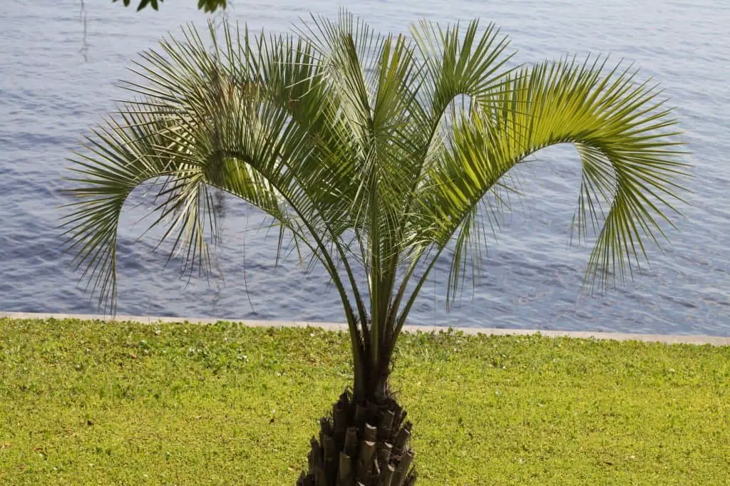 Pindo Palm (Butia capitata).