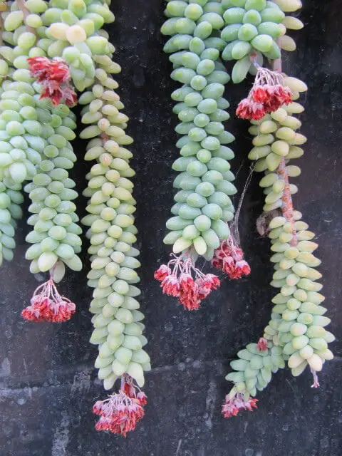 Donkey’s Tail (burro’s tail, Sedum morganianum)