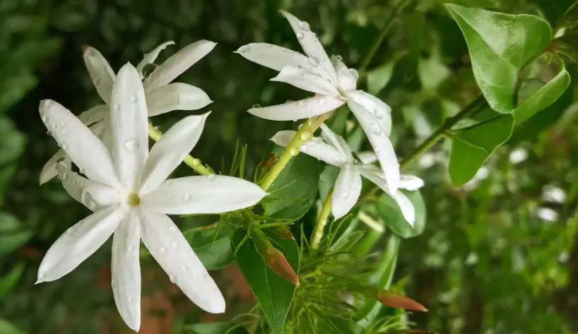 Forest Jasmine (Jasminum abyssinicum)