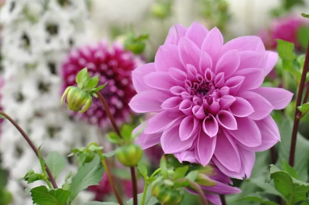 Dahlias