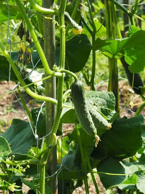 Cucumbers