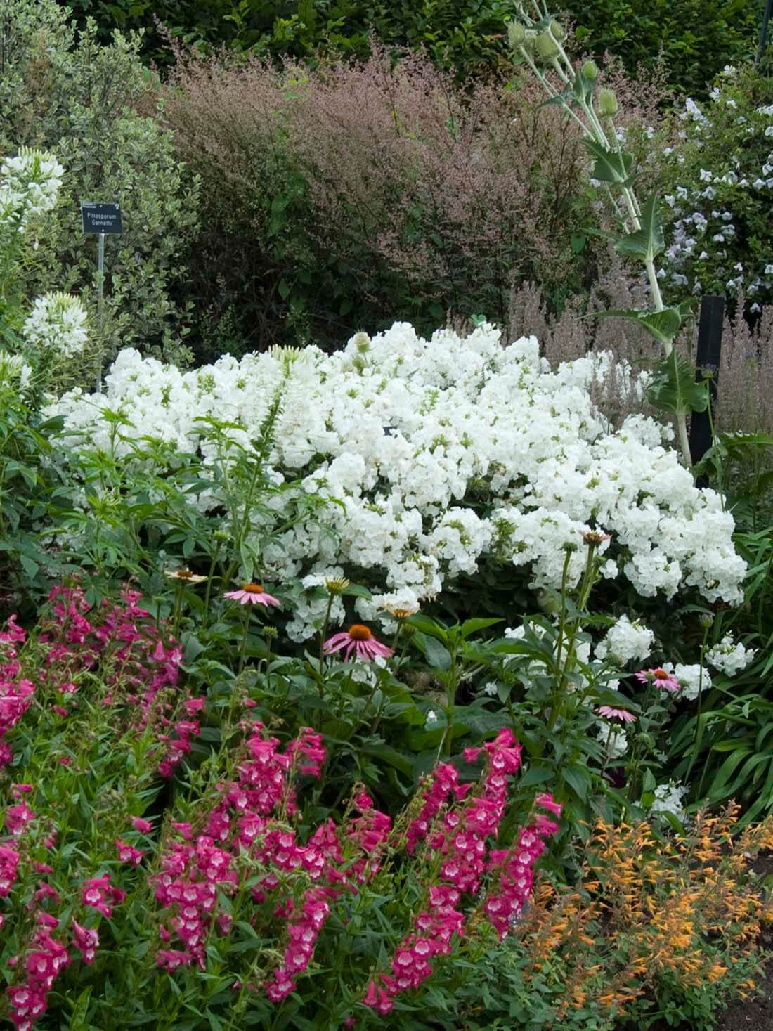 #7. tall border phlox (Phlox paniculata)