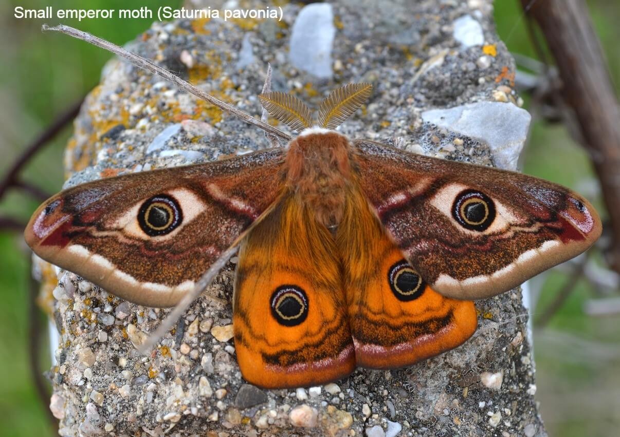 Small emperor moth (Saturnia pavonia)