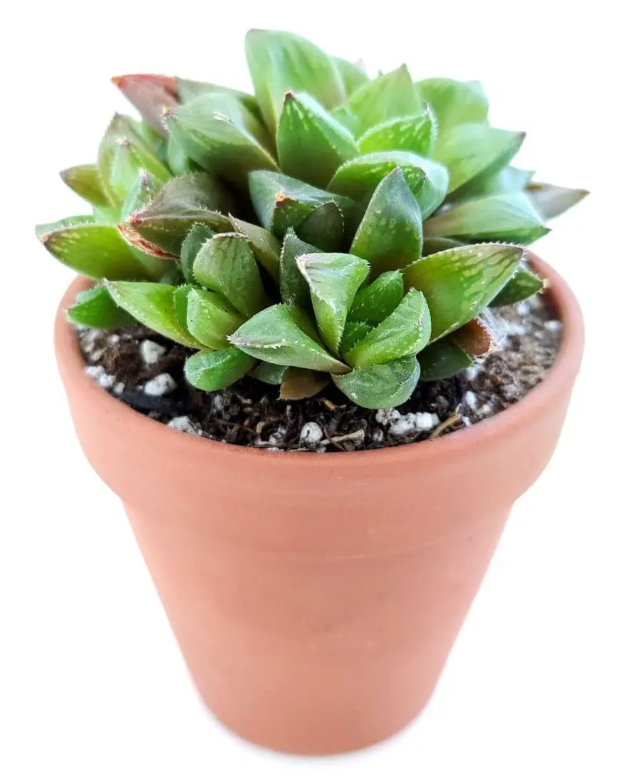 Haworthia cuspidata.