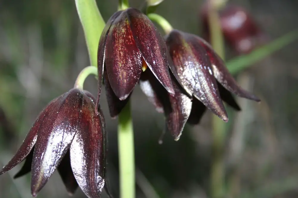 Chocolate Lily (Fritillaria biflora).