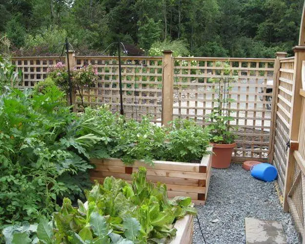 Lettuce in raised beds with hoops