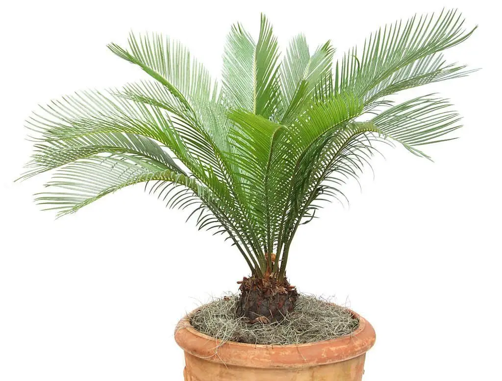 Sago Palm (Cycas Revoluta).