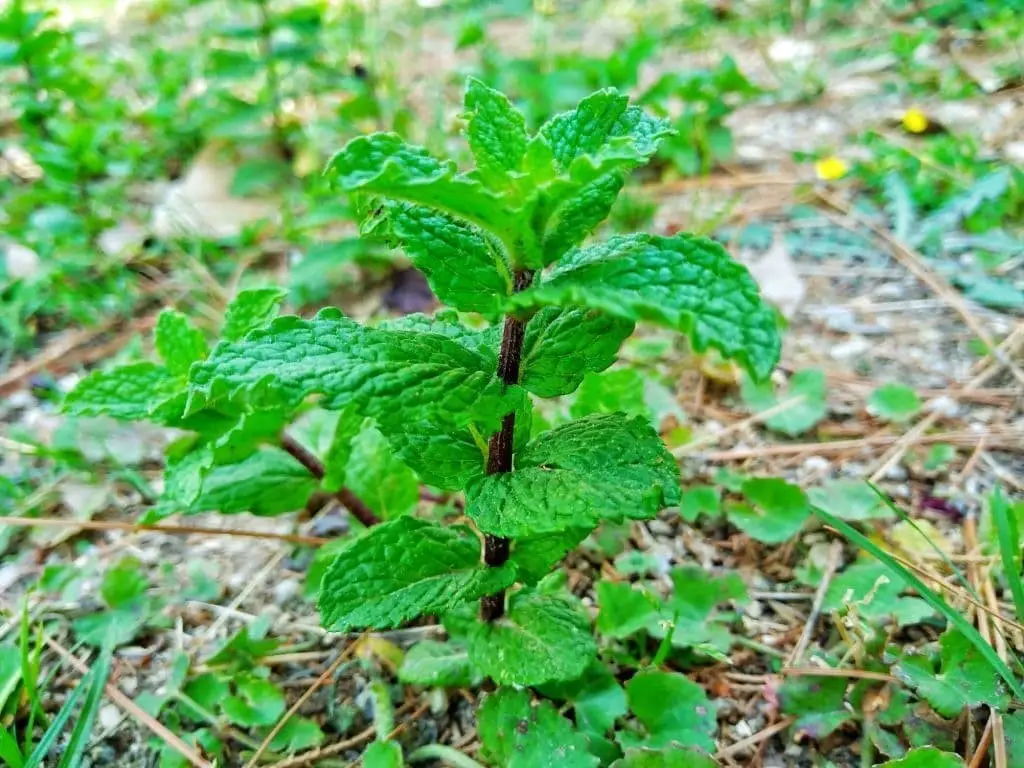 Corn (field) Mint/American Wild Mint (Mentha canadensis)