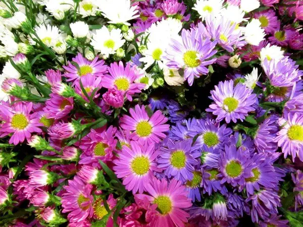 #4. assorted asters