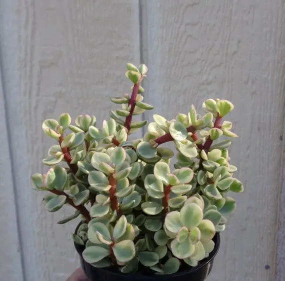 Portulacaria Afra