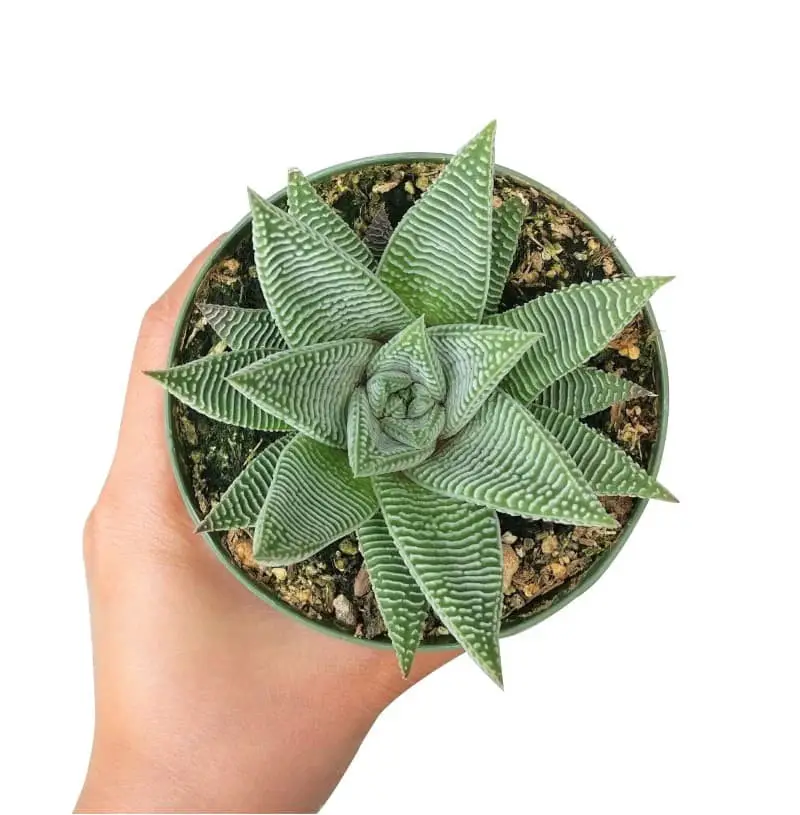 Haworthiopsis limifolia.