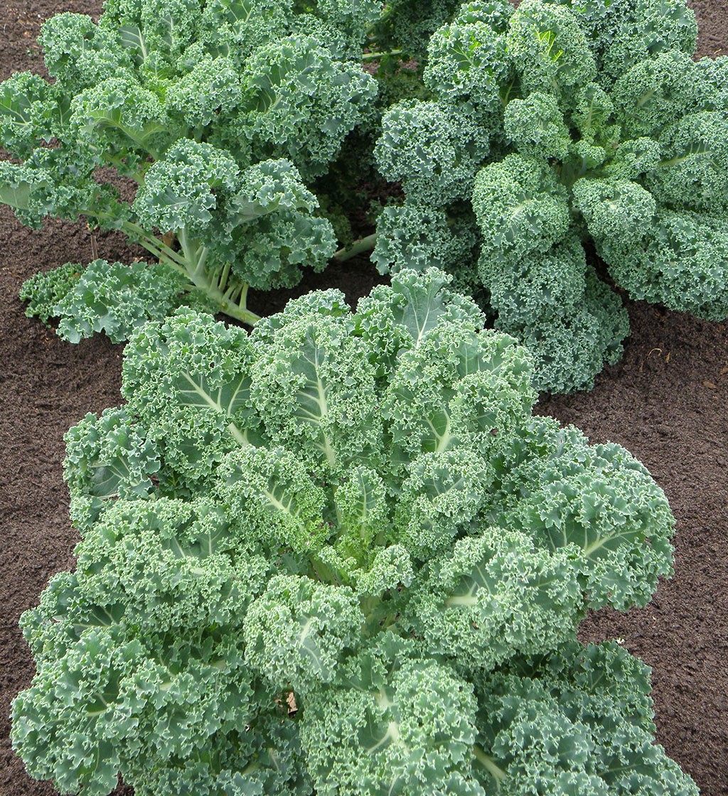 Kale