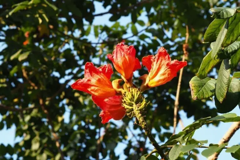 23 Magnificent Trees With Stunning Red Flowers (Names And Pictures)