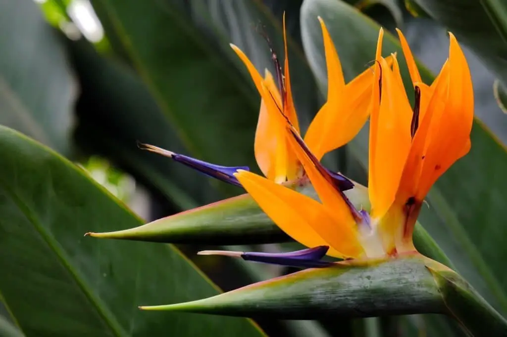 Bird of Paradise (Strelitzia reginae).