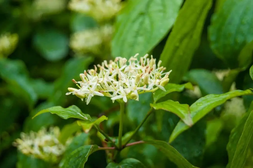 Common dogwood (Cornus sanguinea)