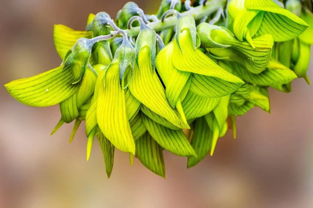 Green Birdflower (Crotalaria cunninghamii).