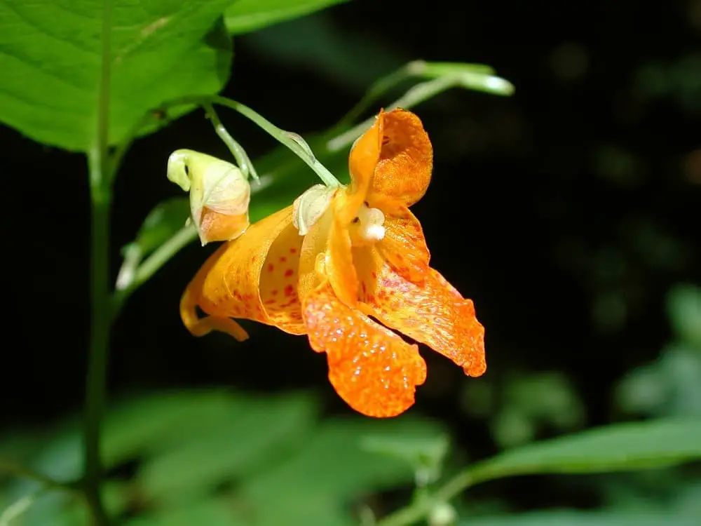 Orange Jewelweed (Impatiens capensis)