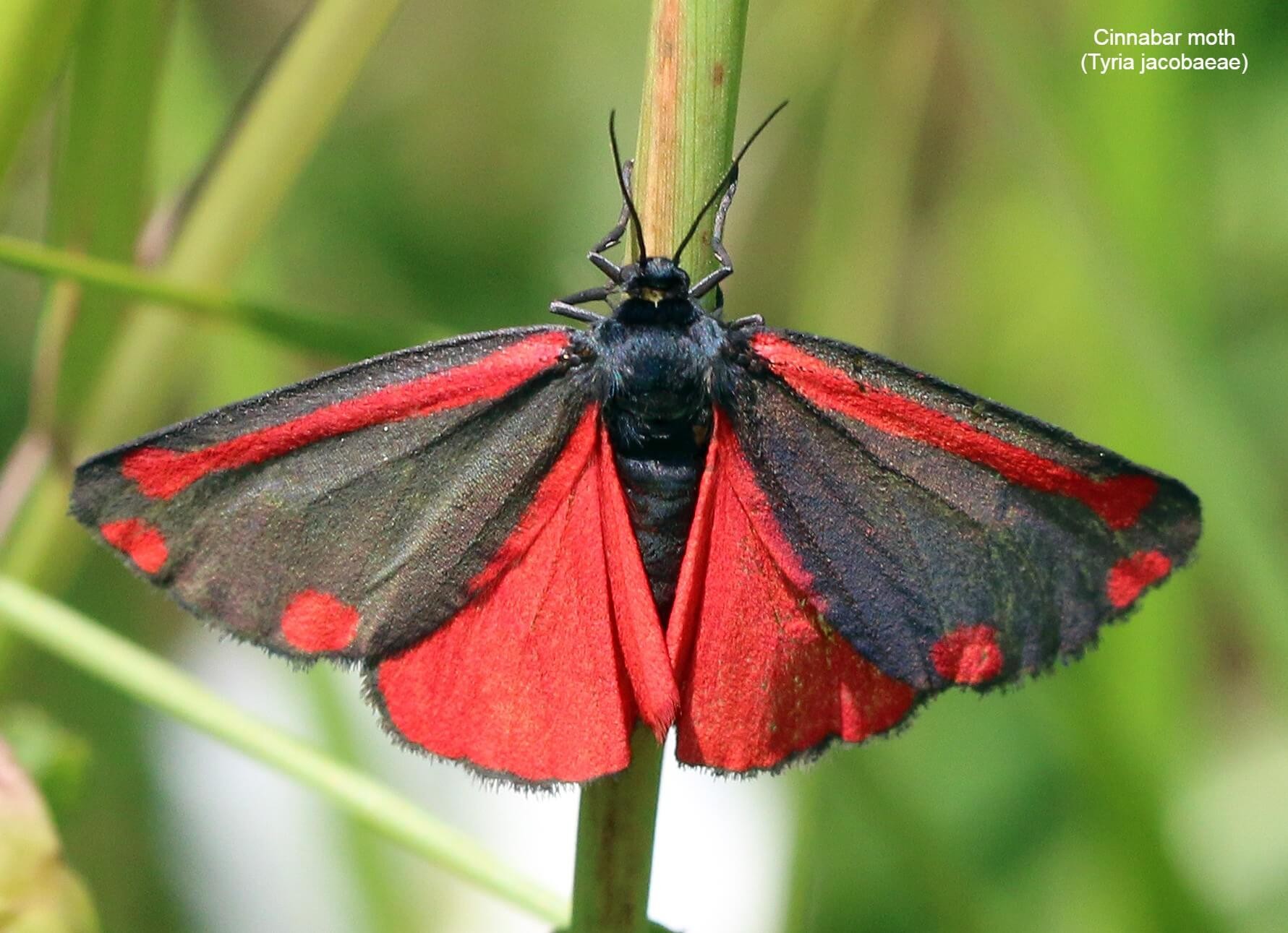 Cinnabar moth (Tyria jacobaeae)