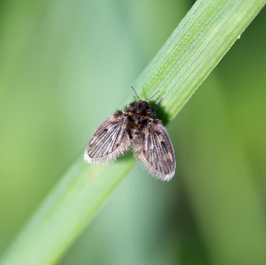 Owl Midges.