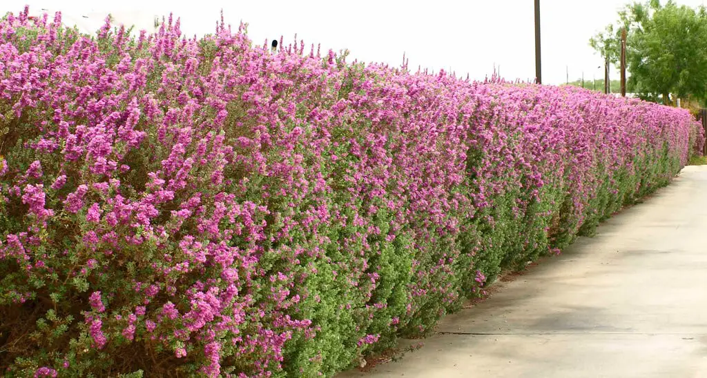 Sage (Salvia officinalis)