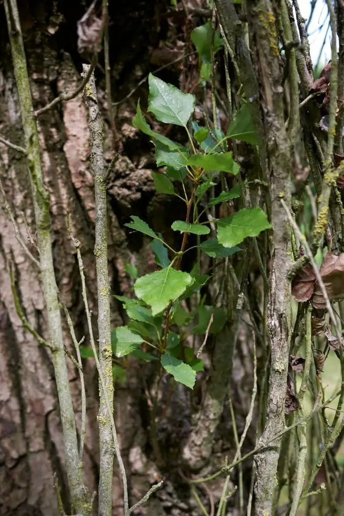 Lombardy Poplar (Populus nigra ‘Italica’)