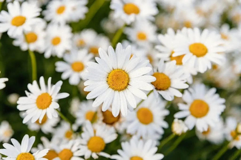 Daisies