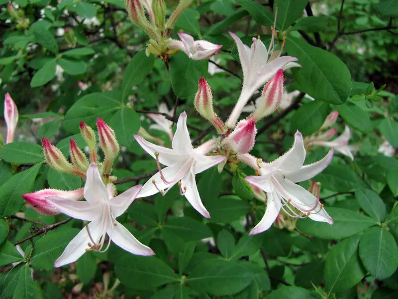 Coast Azalea (Rhododendron Atlanticum)