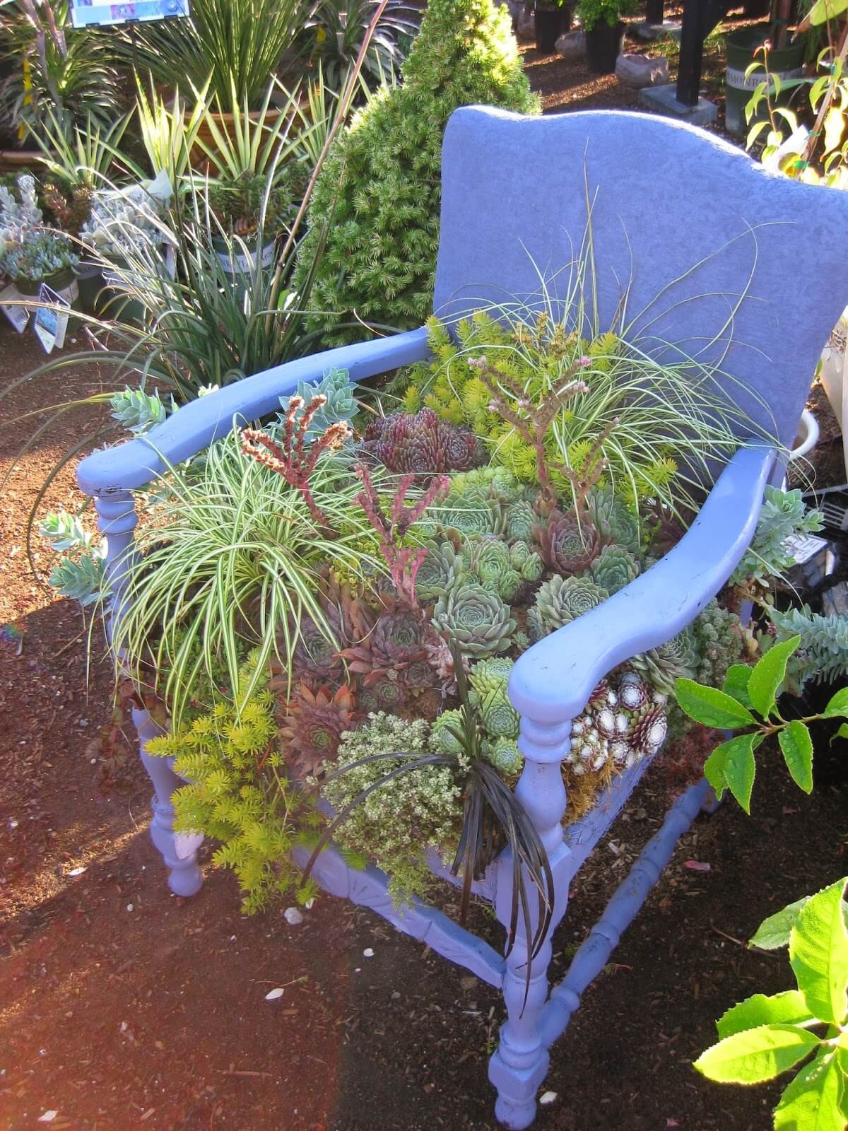 Succulent Chair planter