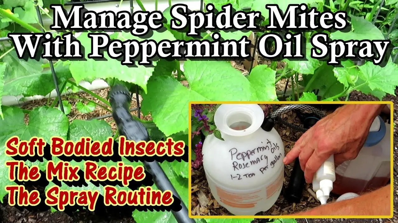 Integrating Peppermint Oil Into a Larger Pest Management Strategy