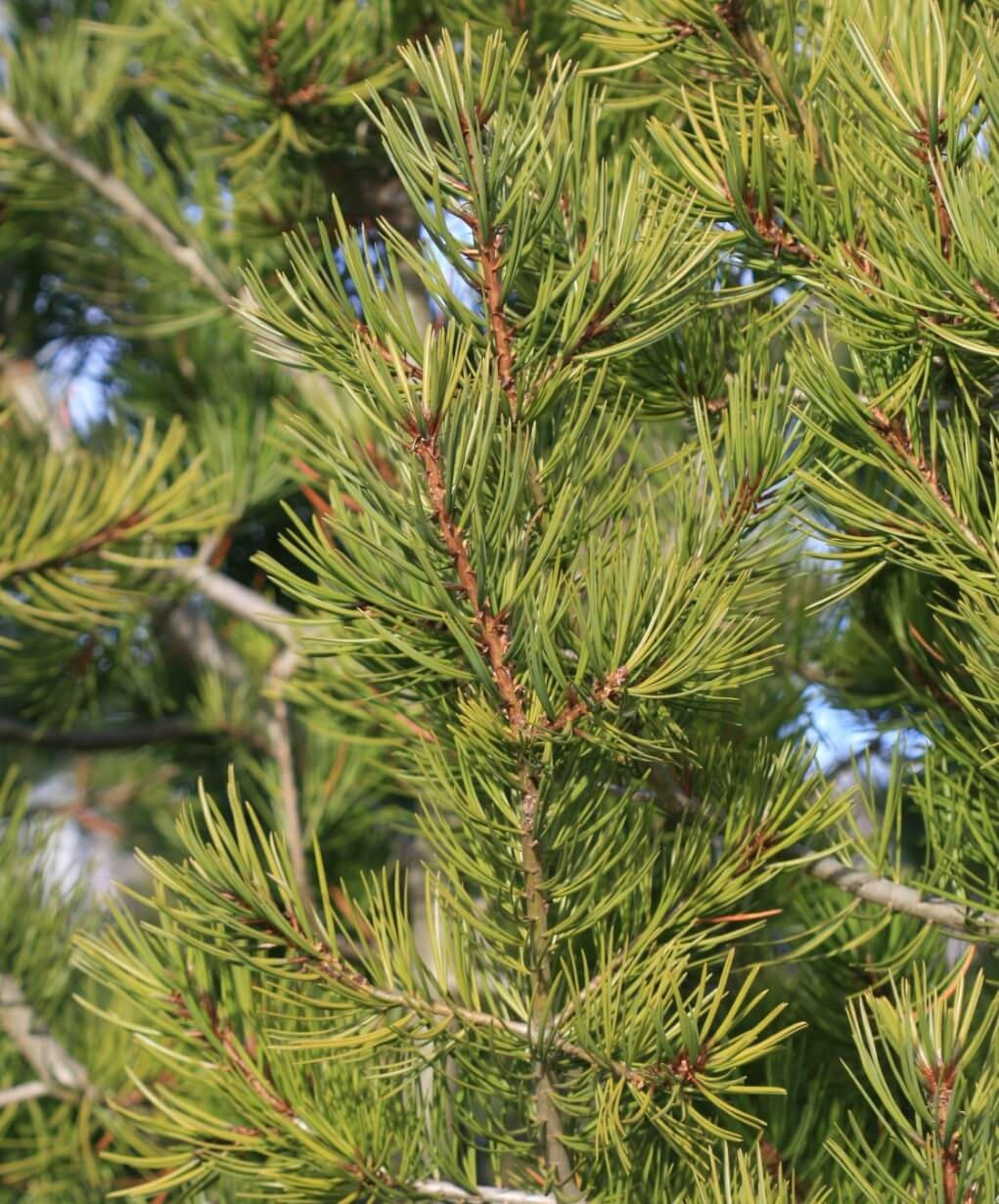 Lacebark Pine (Pinus bungeana)