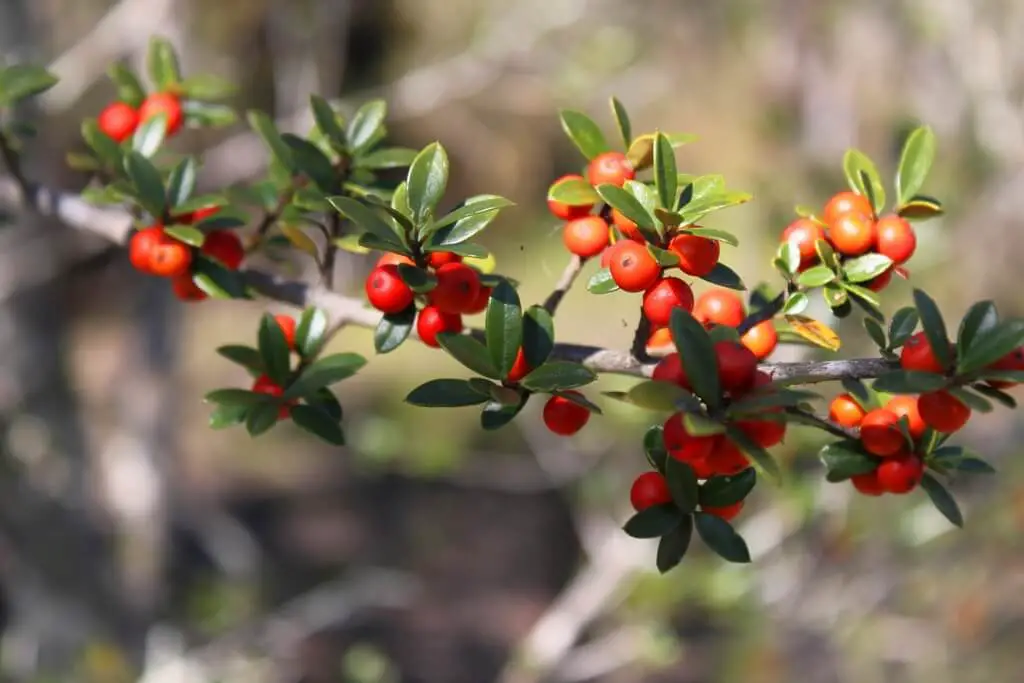 Myrtle-Leaved Holly (Ilex myrtifolia)