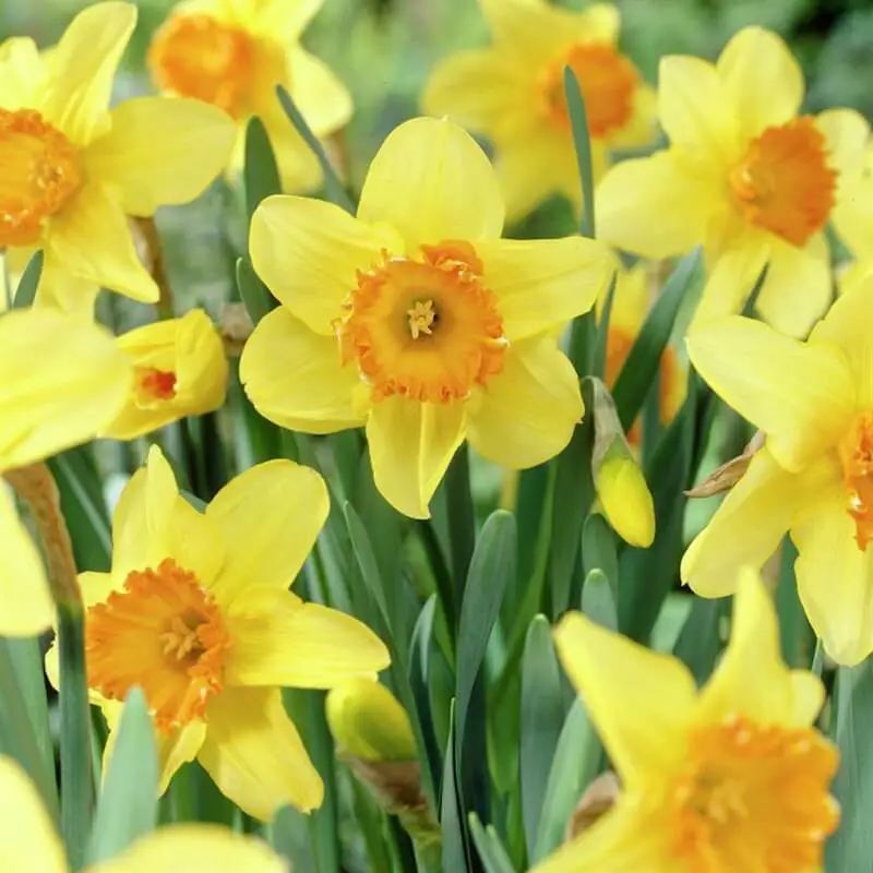 King Alfred Yellow Daffodils