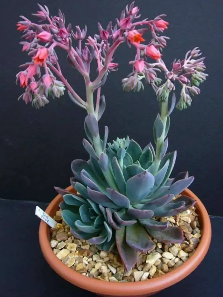 Echeveria ‘Blue Prince’