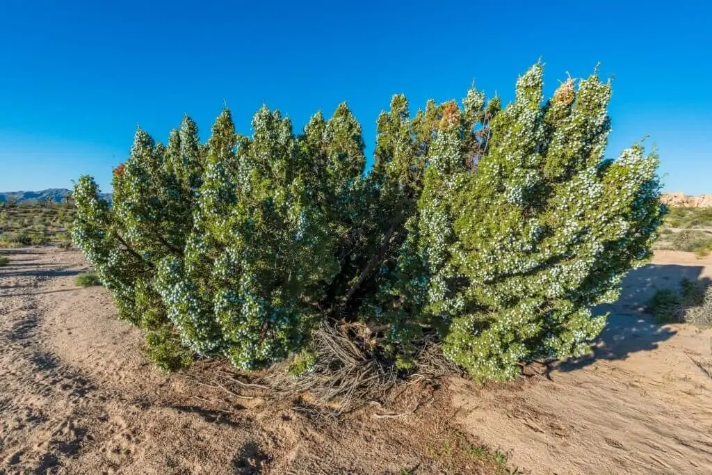 California Juniper (Juniperus californica)