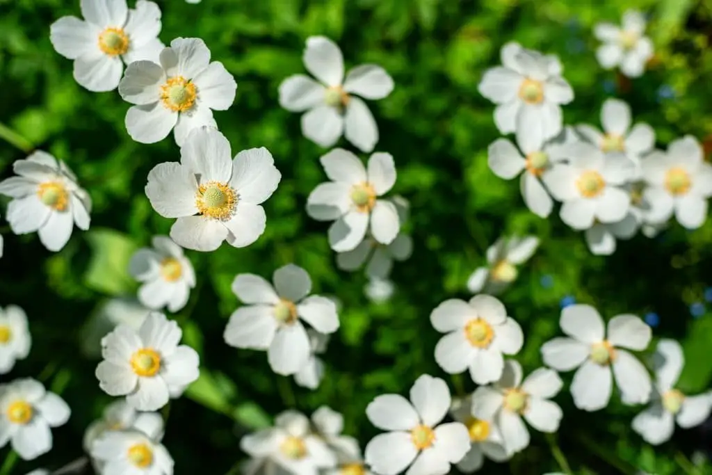 Canada anemone (Anemonastrum canadense)