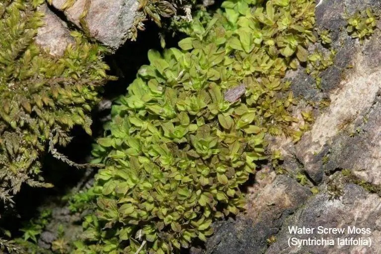 Water Screw Moss (Syntrichia latifolia)