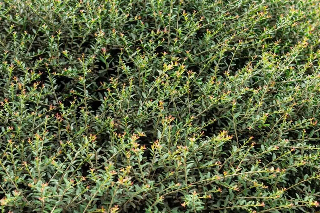 Yaupon Holly (Ilex vomitoria)