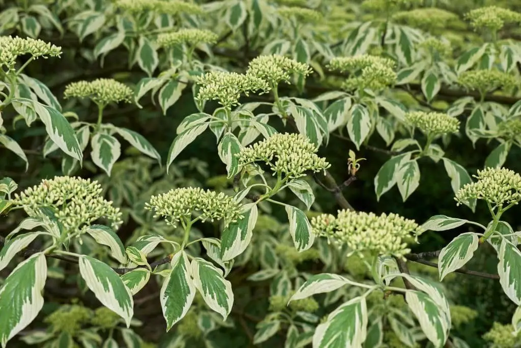 Giant dogwood (Cornus controversa)