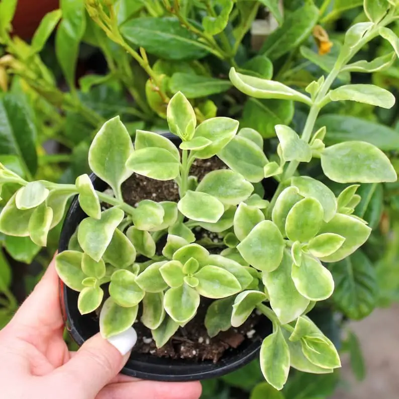 Mezoo Trailing Red (Dorotheanthus Bellidiformis).