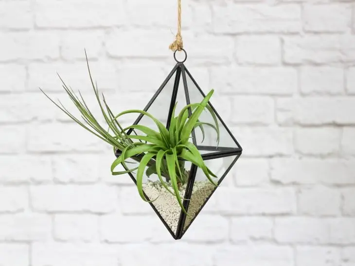 Floating terrarium in case you run out of shelf space