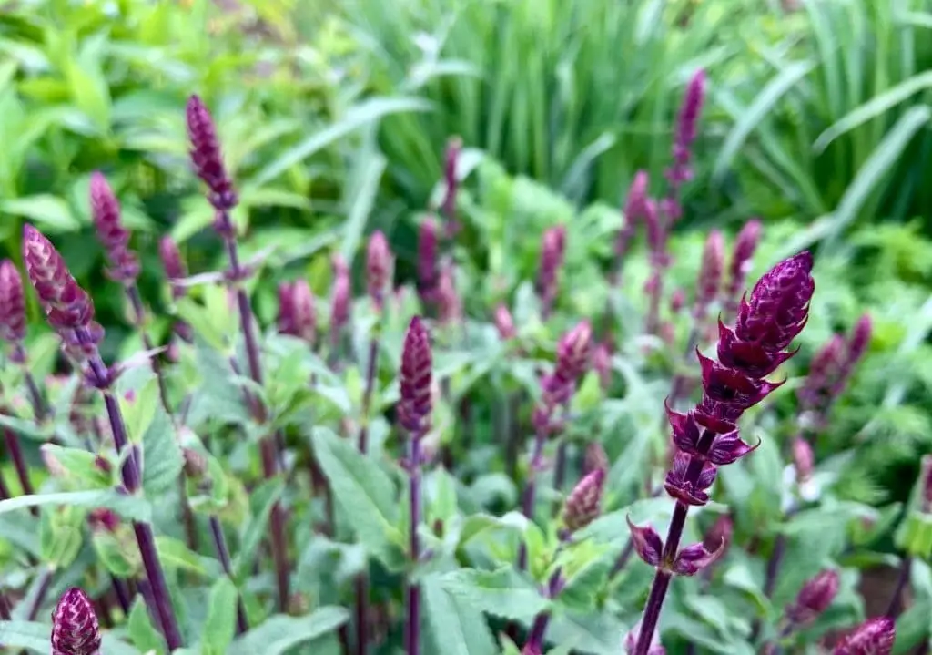 Woodland Sage (Salvia nemorosa)