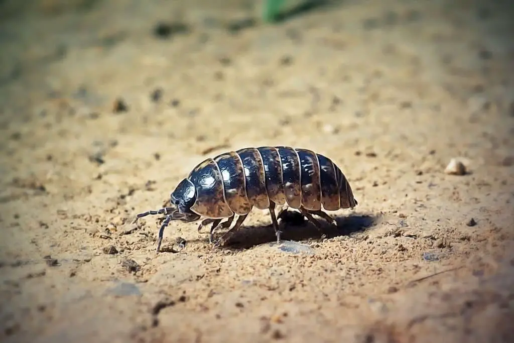 Pill Bugs (Armadillidiidae)