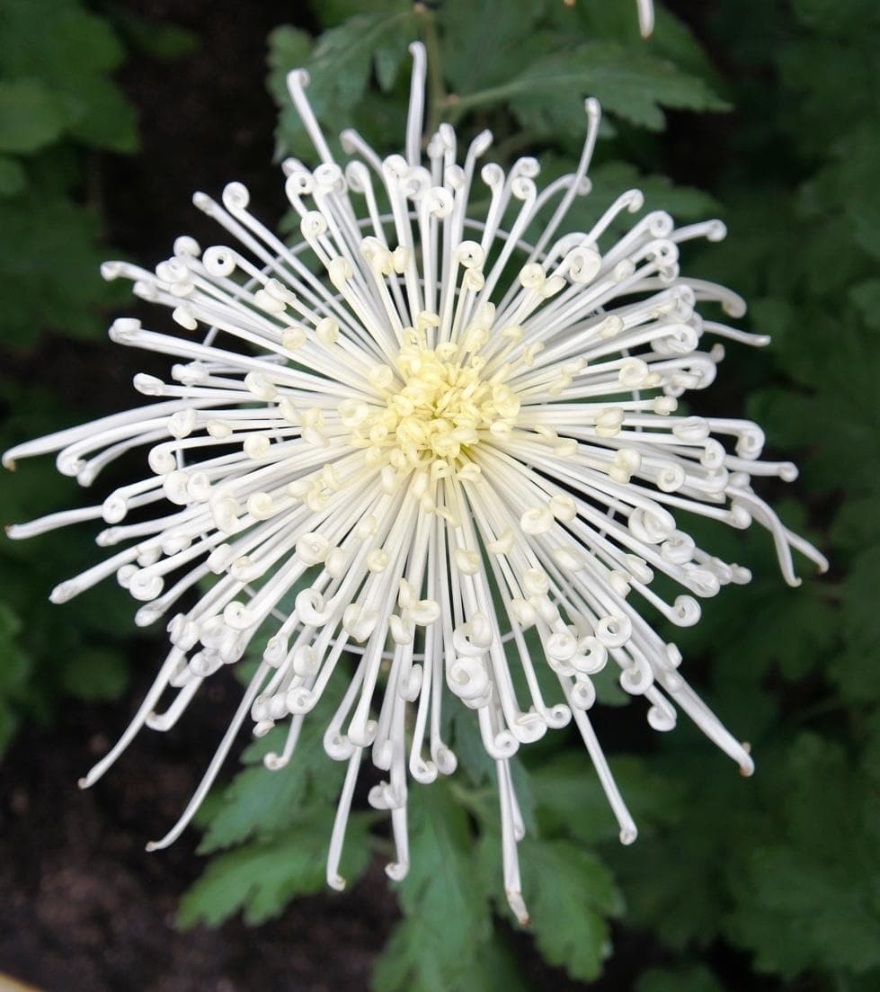 ‘Chesapeake’ Spider Mum (Chrysanthemum Chesapeake).