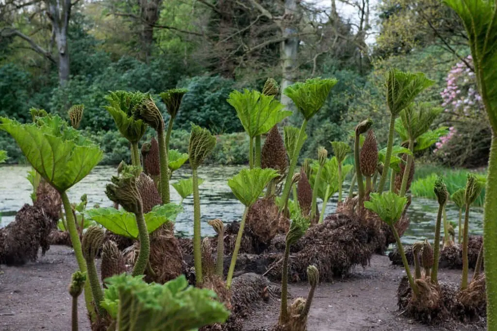 Brazilian Giant rhubarb (Gunnera manicata).