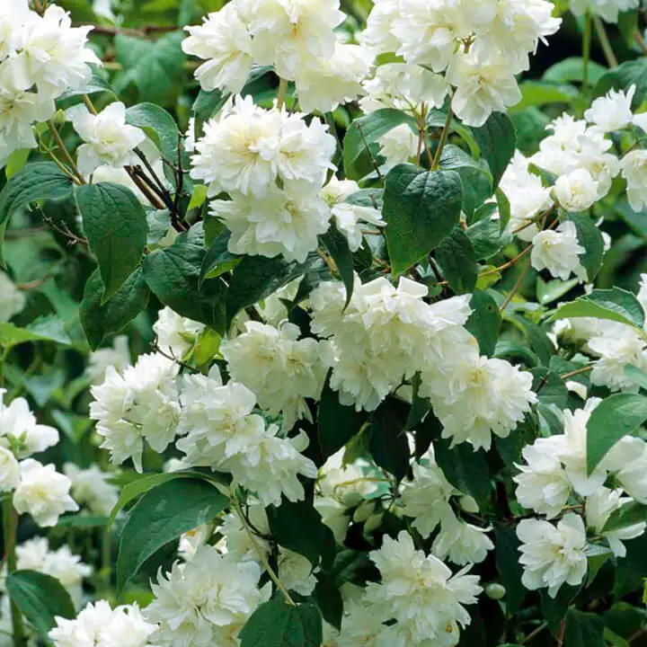 #6. Mock orange (Philadelphus)