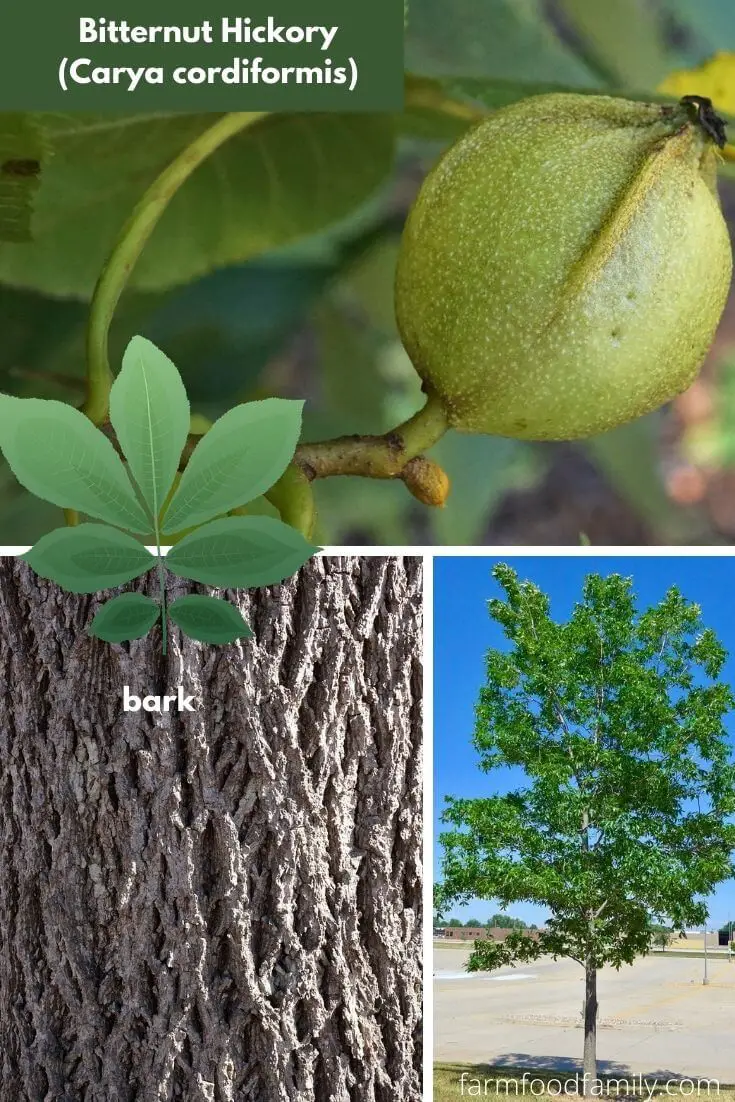 Bitternut Hickory (Carya cordiformis)